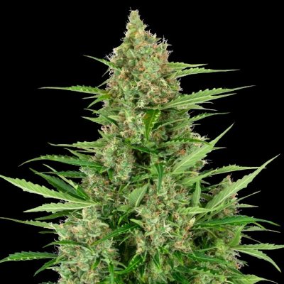 Sensi Seeds Research Double Kush Cake Automatic semena neobsahují THC 1 ks – Zboží Mobilmania