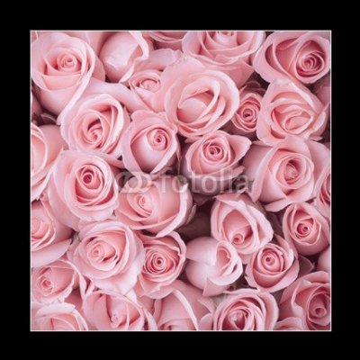 Obraz 1D - 50 x 50 cm - pink rose flower bouquet vintage background růžová růže květ kytice vinobraní pozadí – Zbozi.Blesk.cz