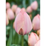 Tulipán 'Salmon Van Eijk' 5 ks Velikost hlíz: 10/11 – Zboží Dáma