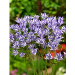 Triteleia 'Rudy' 5 ks – Zbozi.Blesk.cz