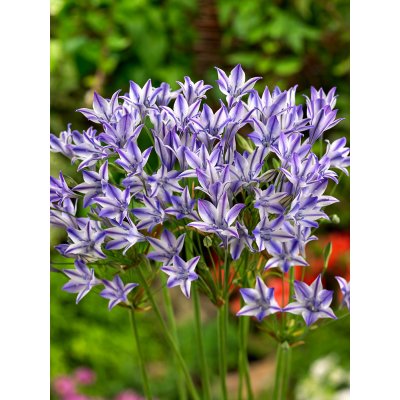 Triteleia 'Rudy' 5 ks – Zbozi.Blesk.cz