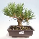 e-bonsai Venkovní bonsai - Pinus thunbergii - Borovice thunbergova – Hledejceny.cz