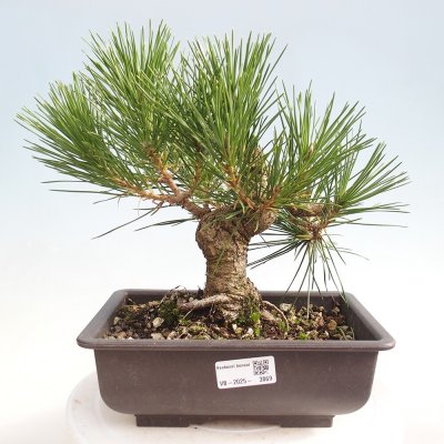 e-bonsai Venkovní bonsai - Pinus thunbergii - Borovice thunbergova – Hledejceny.cz
