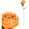 Květina Růže, barva meruňková KN7057 APPR