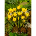Krokus 'Fuscotinctus chrysanthus' 10 ks – Sleviste.cz