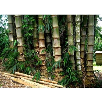 Dekorativní keř Bambus železný (Dendrocalamus strictus) vytrvalý