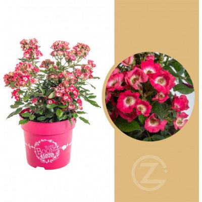 Růže mnohokvětá, Rosa Rosy Boom Mini, růžová, velikost kontejneru 6 l – Zbozi.Blesk.cz