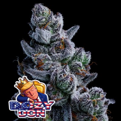 Dozy Don Anesia Seeds semena neobsahují THC 3 ks – Zboží Dáma