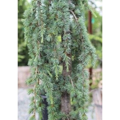 Cedrus atlantica 'Glauca' Prodejní velikost: 125/150, Velikost hrnku: 20 l – Hledejceny.cz