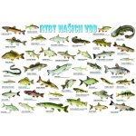 Plakát Ryby našich vod (A3) – Zboží Dáma