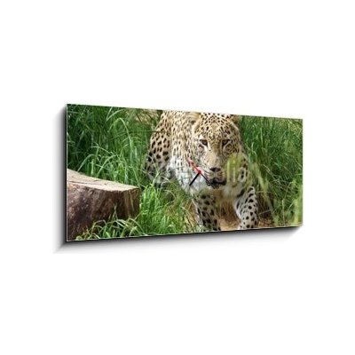 Obraz s hodinami 1D panorama - 120 x 50 cm - SONY DSC leopard hunting bezuzdný