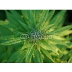 WEBLUX 31679944 Fototapeta plátno close up of a marijuana plant bud zblízka rostliny pupíku marihuany rozměry 330 x 244 cm