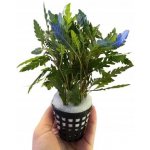 Hygrophila pinnatifida – HobbyKompas.cz