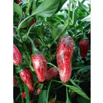 Jalapeno Maylon – Zboží Dáma