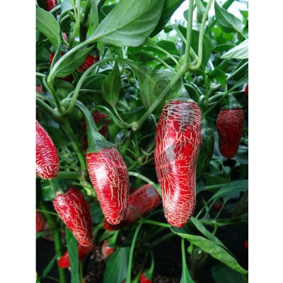 Jalapeno Maylon – Zboží Dáma