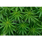 WEBLUX 46939324 Samolepka fólie Marijuana Marihuana rozměry 145 x 100 cm