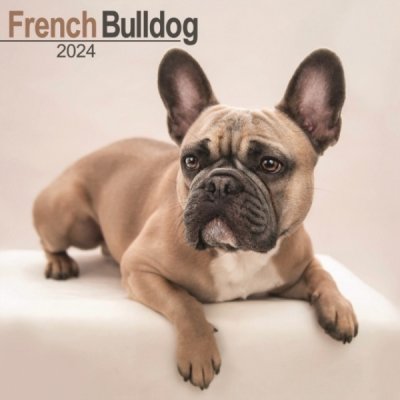 French Bulldog Square Dog Breed Wall 16 Month 2024