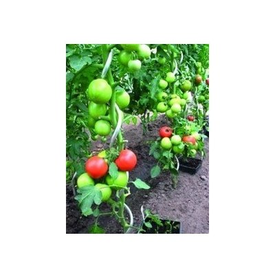 PROTECO 1506-Z tyč k rajčatům spirálová 1.5m, 6mm pozink – Zboží Mobilmania