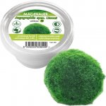 Cladophora Aegagropila spec. Linnaei – Hledejceny.cz