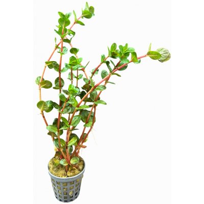 Rotala Macrandra Mini Pink – Zboží Dáma