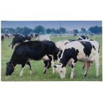 ESSCHERT DESIGN Podložka pod litinovou rohožku BEST FOR BOOTS krávy barvy 76x46 cm – Zbozi.Blesk.cz