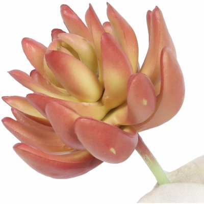 Umělý sukulent Echeveria 10 cm – Zbozi.Blesk.cz