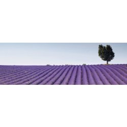 Dimex M-166 vliesová fototapeta na zeď Lavender Field, rozměry 330 x 110 cm