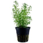 Myriophyllum mattogrossense – Hledejceny.cz