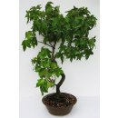 bonsai - ambroň(Liquidambar formosana) 788-M