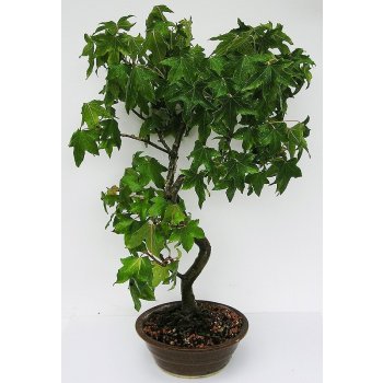 bonsai - ambroň(Liquidambar formosana) 788-M