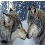 Norimpex Diamantové malování Vlčí souznění 30 x 40 cm – Sleviste.cz