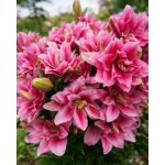 Lilie 'Roselily Ciara ®' 1 ks – Sleviste.cz