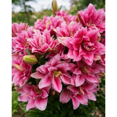 Lilie 'Roselily Ciara ®' 1 ks – Sleviste.cz