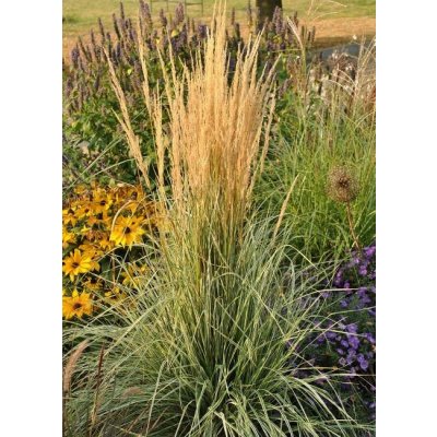 Calamagrostis acut. 'Overdam' Velikost hrnku: 2l terac – Hledejceny.cz