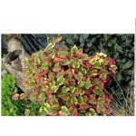 Houttuynia cordata Chameleon - Touleň srdčitá – Hledejceny.cz