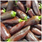Chilli Jalapeno Brown - Capsicum annuum - semena chilli - 5 ks