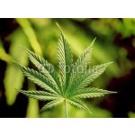 WEBLUX 5123920 Samolepka fólie marijuana marihuana rozměry 270 x 200 cm