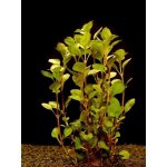Ludwigia palustris - Zakucelka bahenní – Hledejceny.cz