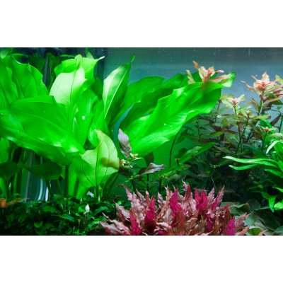 Echinodorus fluitans – Zbozi.Blesk.cz