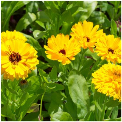 Měsíček lékařský žlutý - Calendula officinalis - semena měsíčku - 30 ks