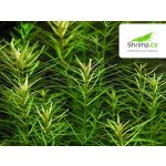 Rotala nanjenshan – Zboží Dáma