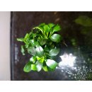 Anubias barteri nana Bonsai