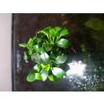 Anubias barteri nana Bonsai