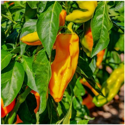 Paprika oranžová Ornela - Capsicum annuum - semena papriky - 50 ks – Sleviste.cz