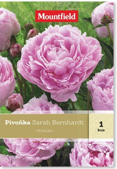 Pivoňka Sarah Bernhardt 1ks