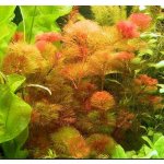 Cabomba piauhyensis - Kabomba brazilská – Zboží Dáma Cabomba piauhyensis - Kabomba brazilská – Zboží Dáma