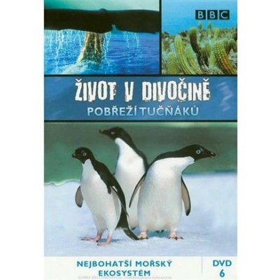 BBC Život v divočině 6 - Pobřeží tučňáků DVD – Zbozi.Blesk.cz