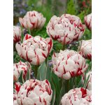 Tulipán 'Carnaval de nice' 5 ks – Hledejceny.cz