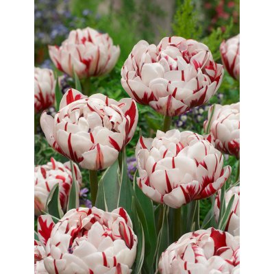Tulipán 'Carnaval de nice' 5 ks – Hledejceny.cz