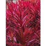 Rotala blood red Singapore – Sleviste.cz